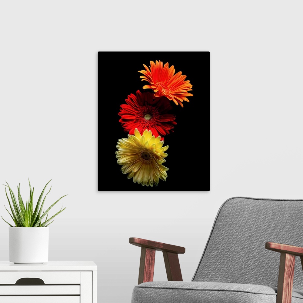 A modern room featuring A photograph of colorful flowers against a black background.