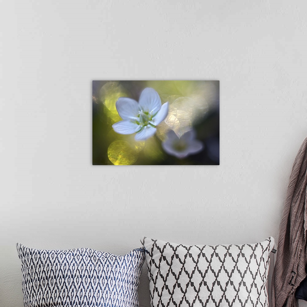 A bohemian room featuring A macro photograph of a white flower against an abstract green and bokeh background.