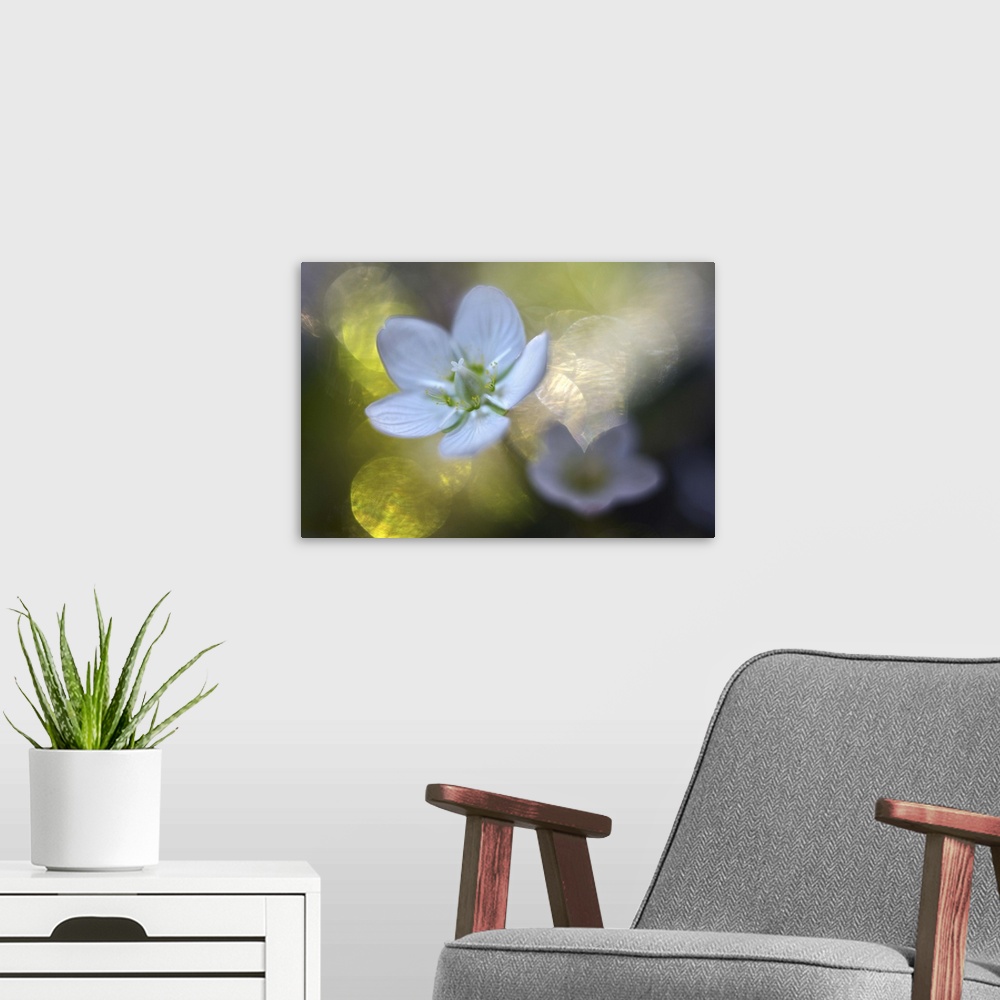 A modern room featuring A macro photograph of a white flower against an abstract green and bokeh background.