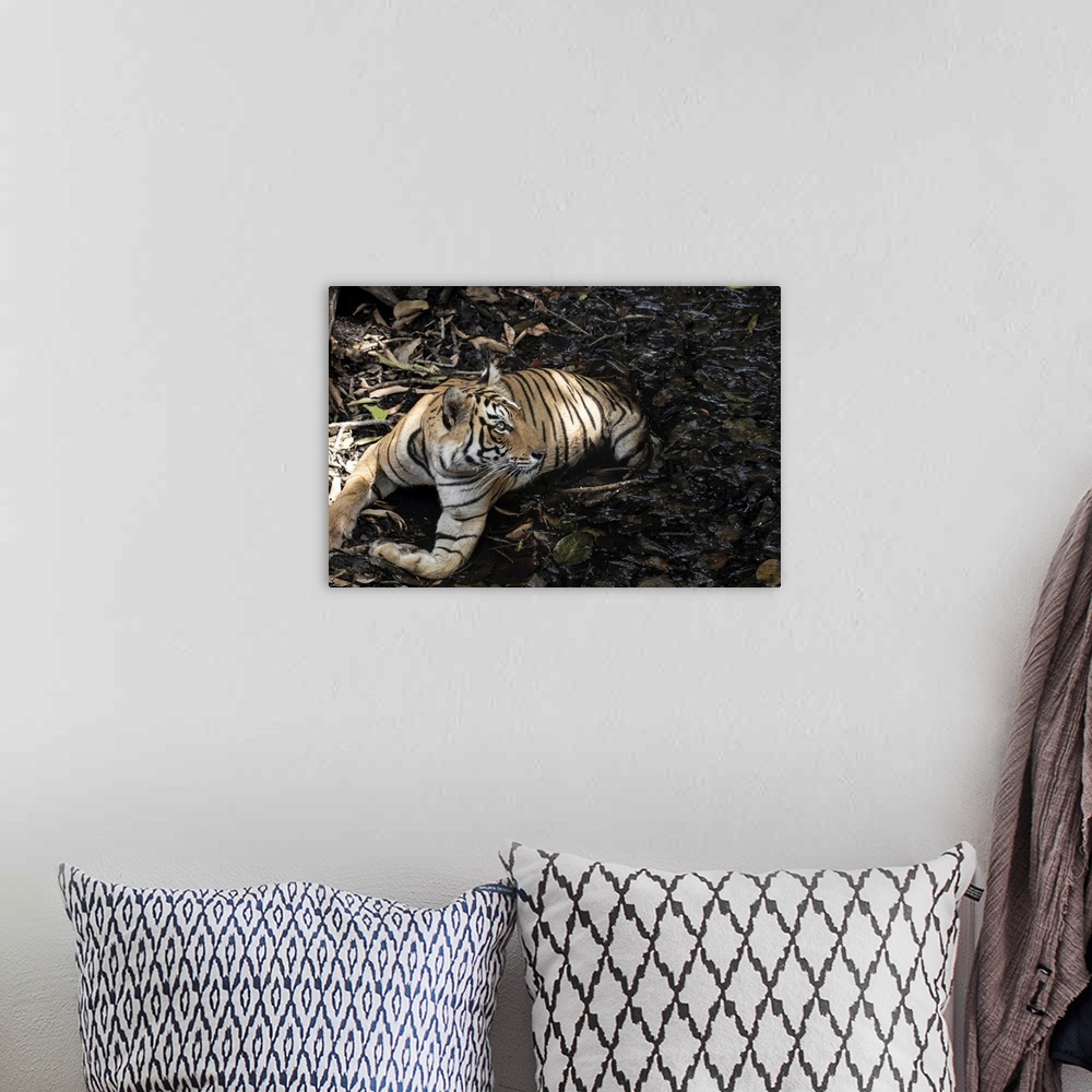 A bohemian room featuring Tiger keeps cool in the summer heat down a step well.