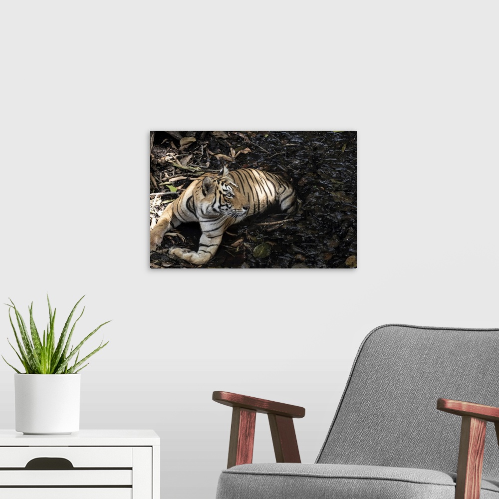 A modern room featuring Tiger keeps cool in the summer heat down a step well.