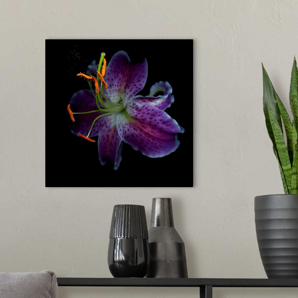 A modern room featuring A small pollen cloud coming from a Tiger lily.