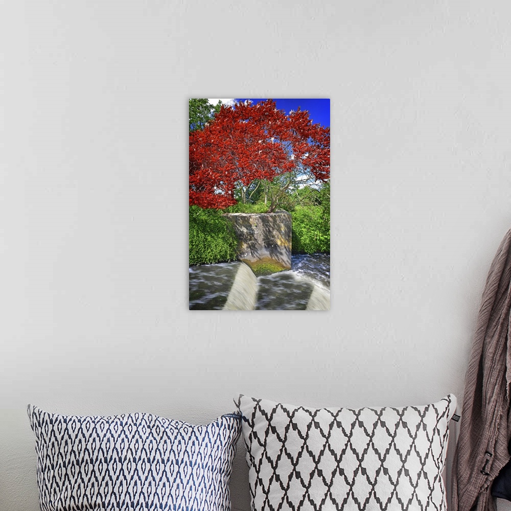 A bohemian room featuring A red tree by the side of a canal