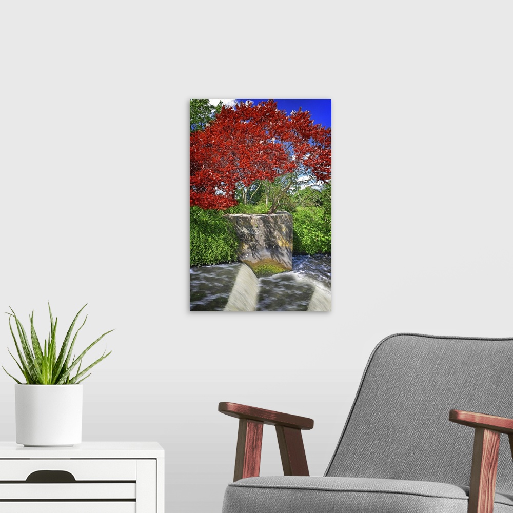 A modern room featuring A red tree by the side of a canal