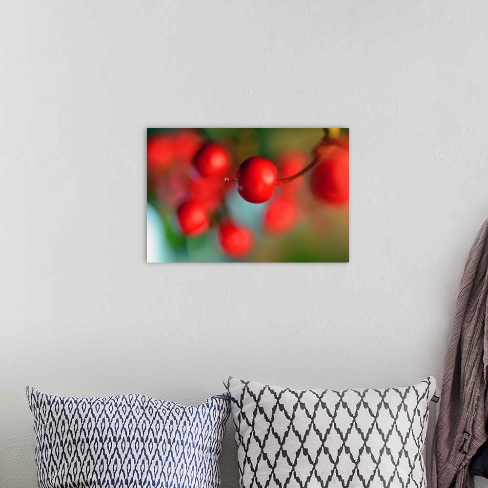 A bohemian room featuring Photograph of a tiny water drop on the tip of a bright red berry with a shallow depth of field.