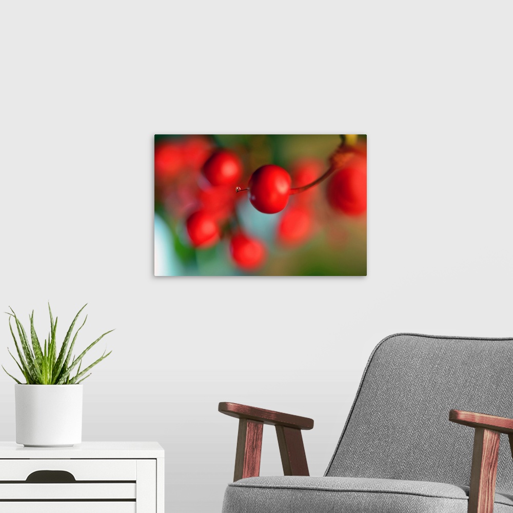 A modern room featuring Photograph of a tiny water drop on the tip of a bright red berry with a shallow depth of field.