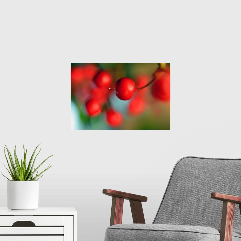 A modern room featuring Photograph of a tiny water drop on the tip of a bright red berry with a shallow depth of field.