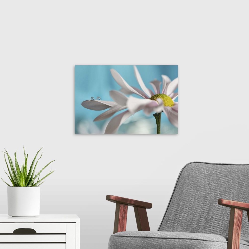 A modern room featuring Soft focus macro image of a dew drop on the petals on a daisy.