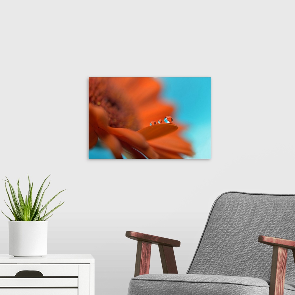 A modern room featuring Water drops on a flower's petal.
