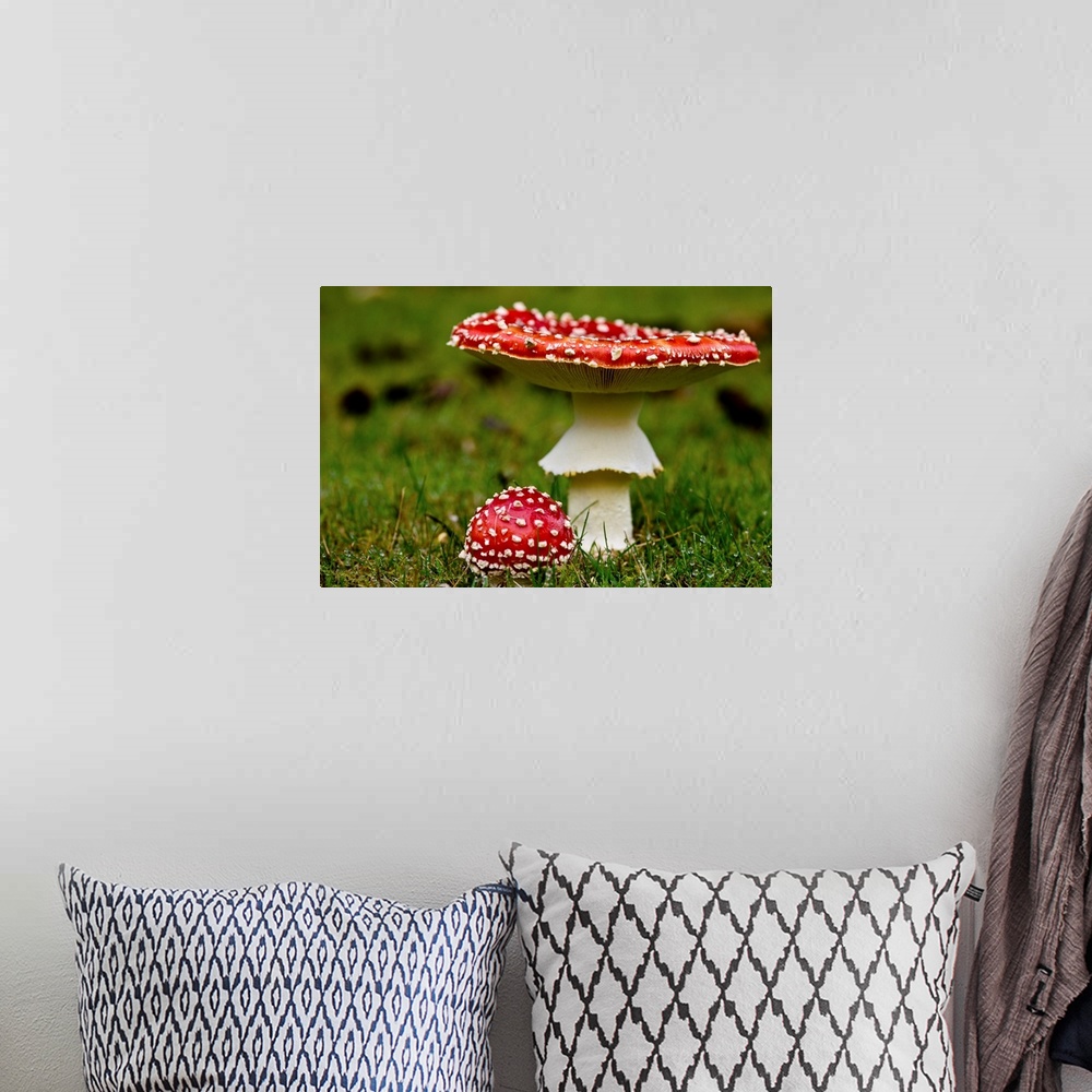 A bohemian room featuring Photograph taken of two red mushrooms with one larger and its top turned up while the other is mu...