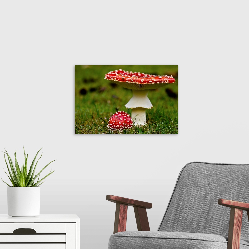 A modern room featuring Photograph taken of two red mushrooms with one larger and its top turned up while the other is mu...