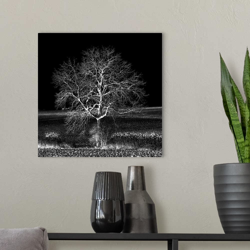 A modern room featuring A leafless tree in black and white