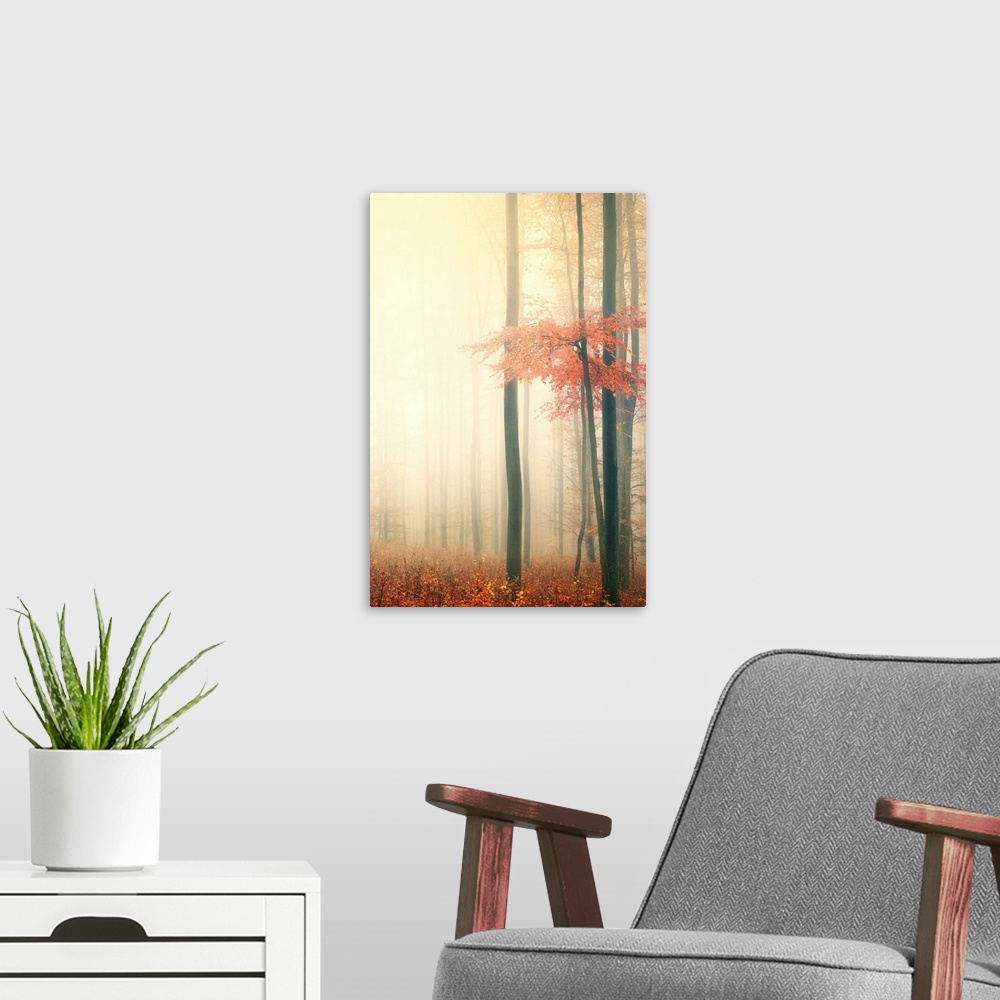 A modern room featuring Forest in the mist in the fall