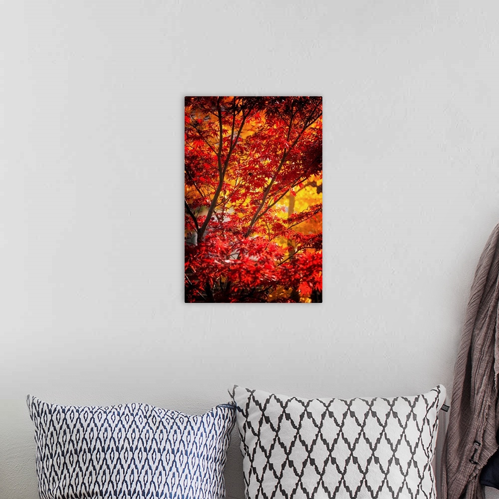 A bohemian room featuring Branches full of red and yellow leaves in a forest in autumn.