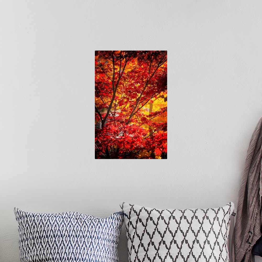 A bohemian room featuring Branches full of red and yellow leaves in a forest in autumn.