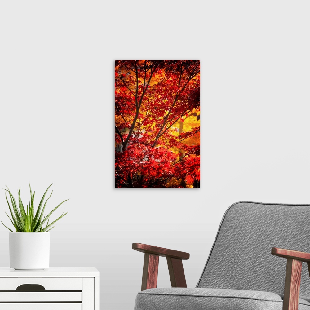 A modern room featuring Branches full of red and yellow leaves in a forest in autumn.