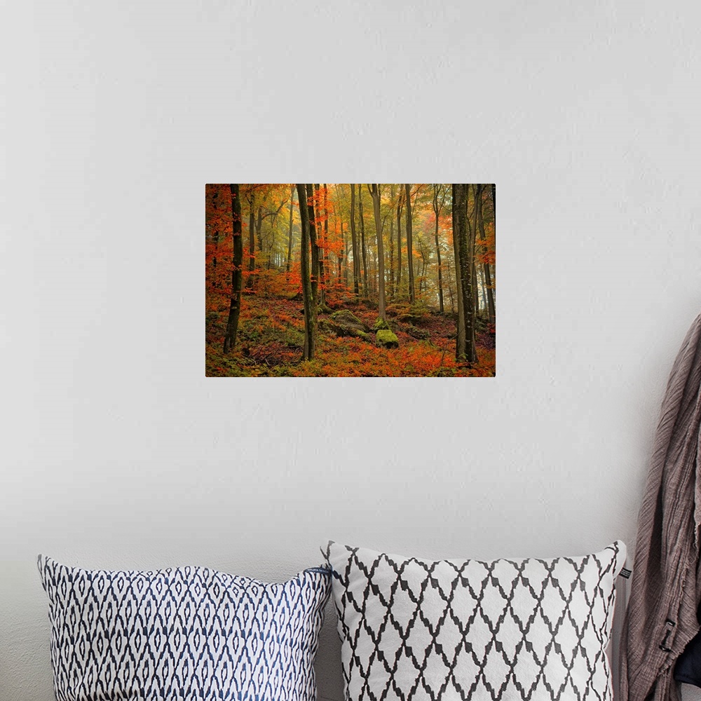 A bohemian room featuring Photograph of fall foliage in a dense forest with large moss covered rocks.