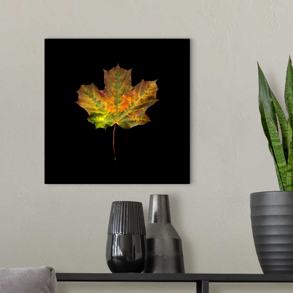 A modern room featuring A single maple leaf in green and orange on black.