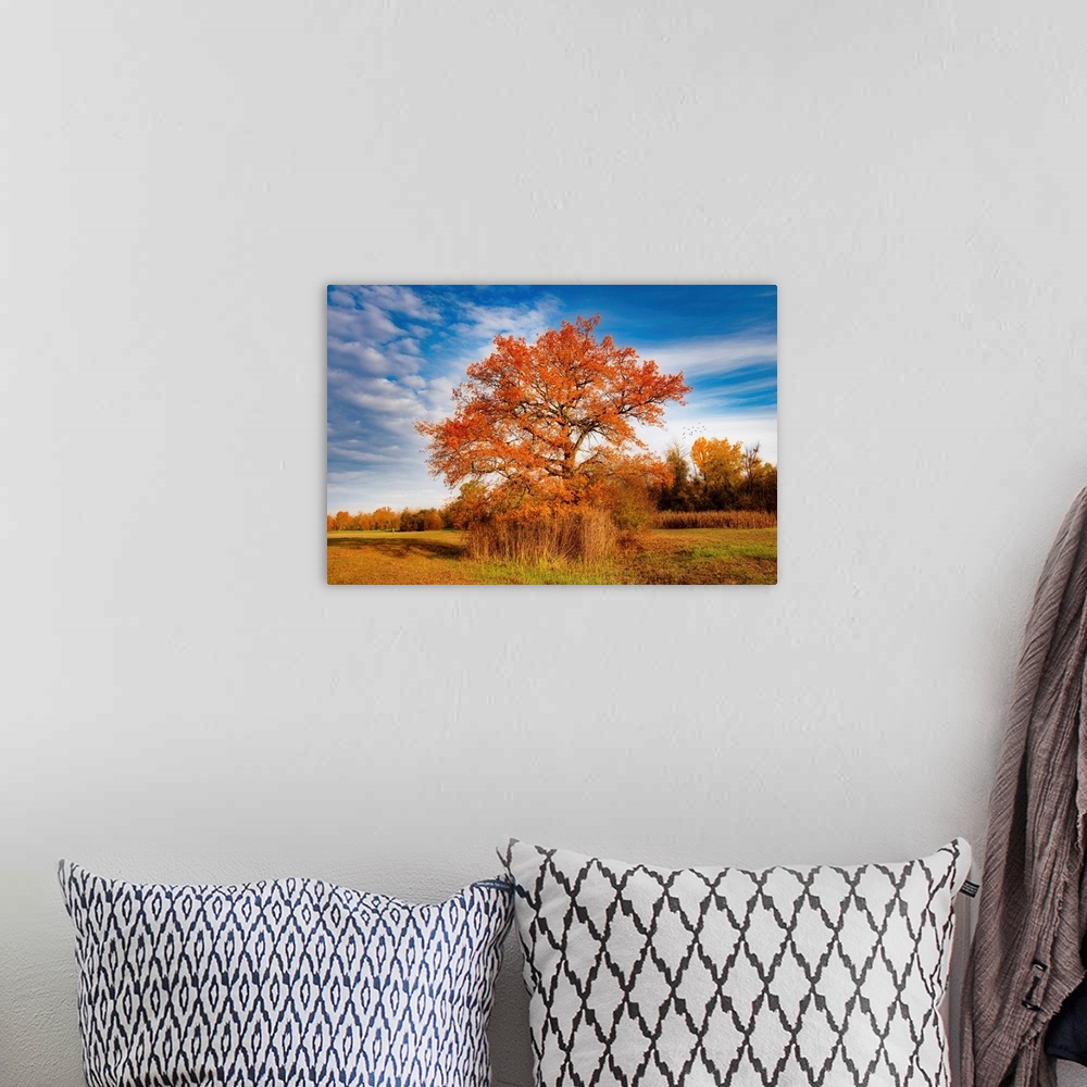 A bohemian room featuring Lone tree in the countryside in autumn