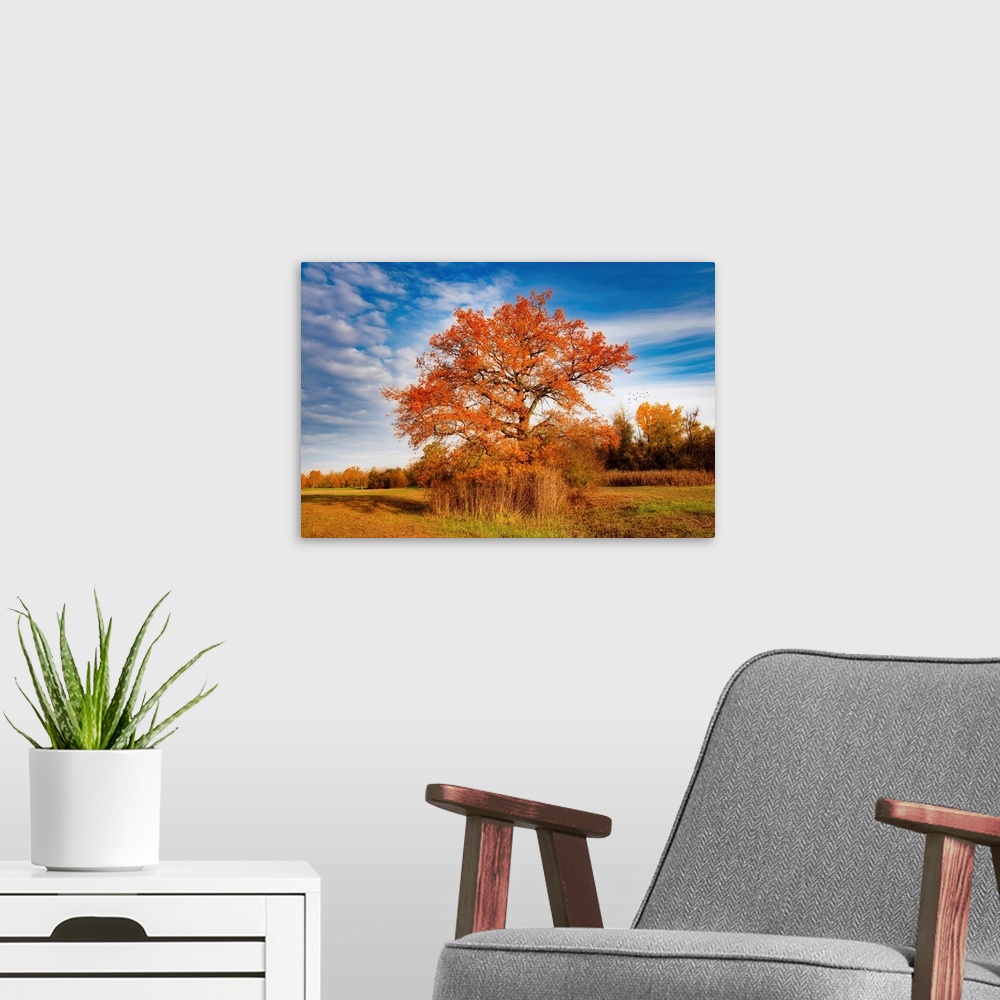 A modern room featuring Lone tree in the countryside in autumn