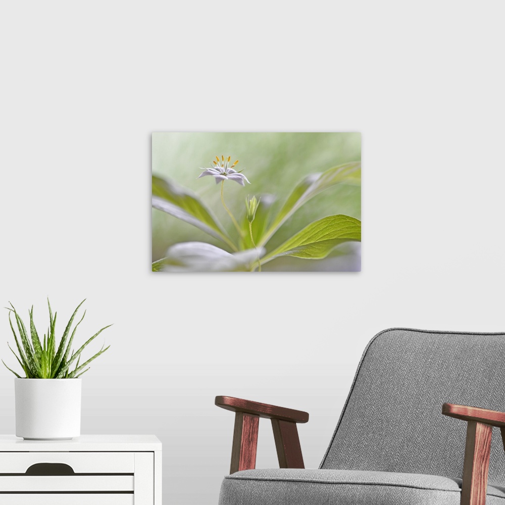A modern room featuring Photograph of a beautiful flower with its petals laid out flat on a soft focused background.