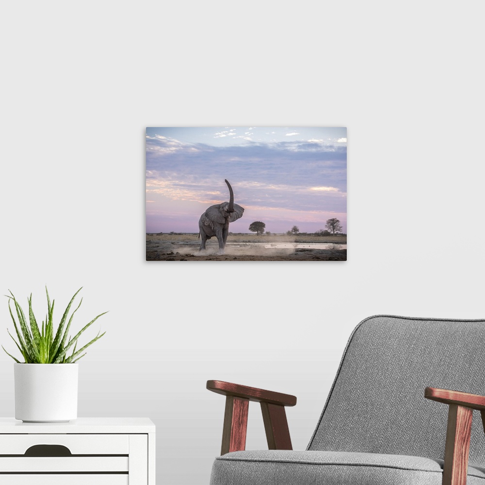 A modern room featuring Elephant lifts his trunk to smell for friends or foes at sunset.
