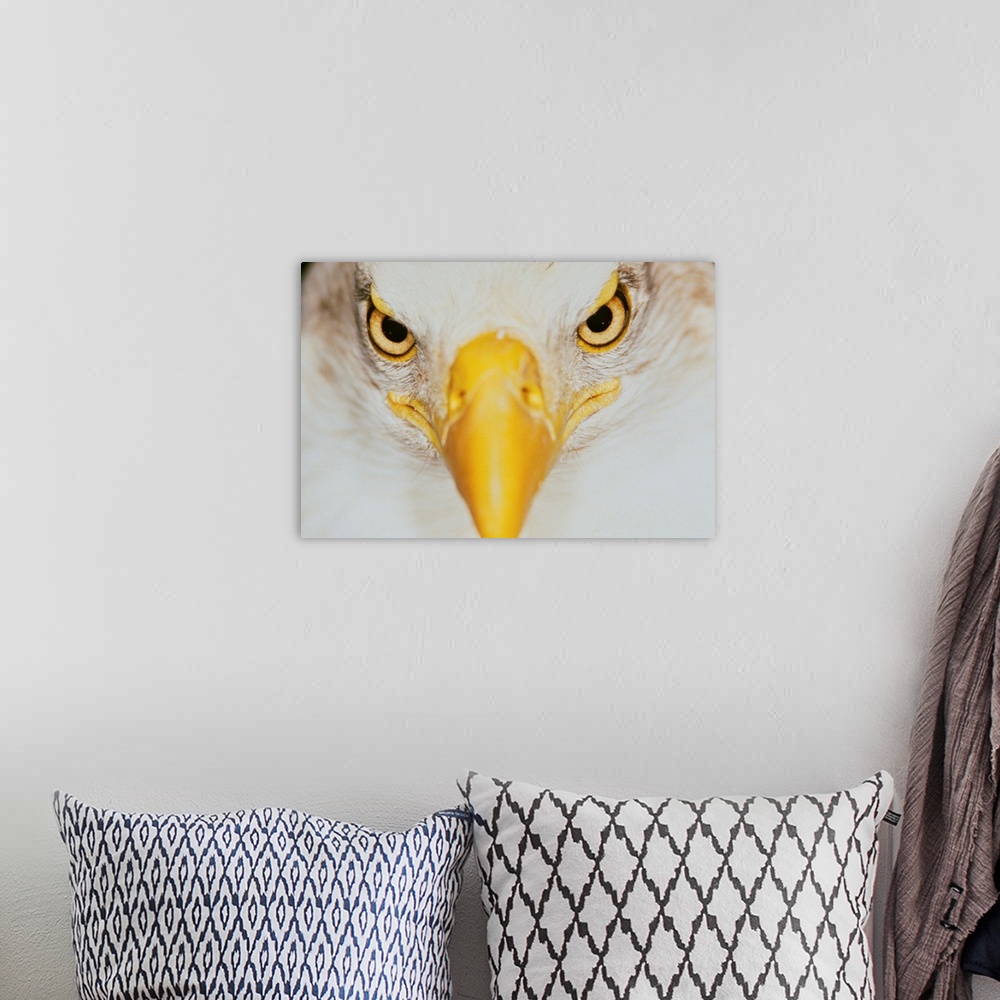 A bohemian room featuring Bald eagle