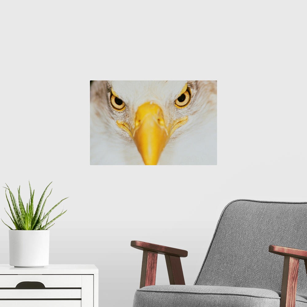 A modern room featuring Bald eagle