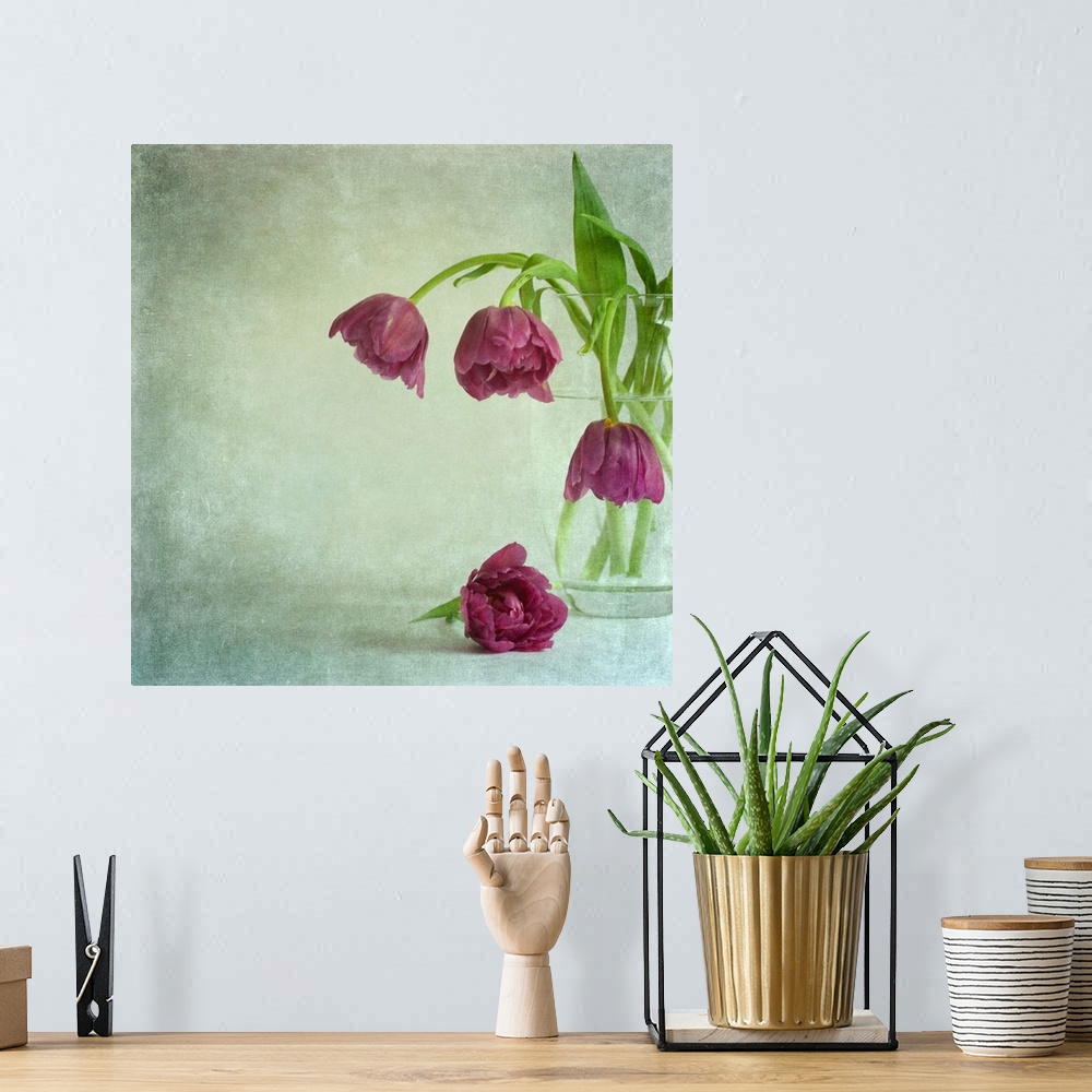 A bohemian room featuring A vintage crystal vase of ruffled deep magenta pink tulips bowing gracefully from the vase on a g...