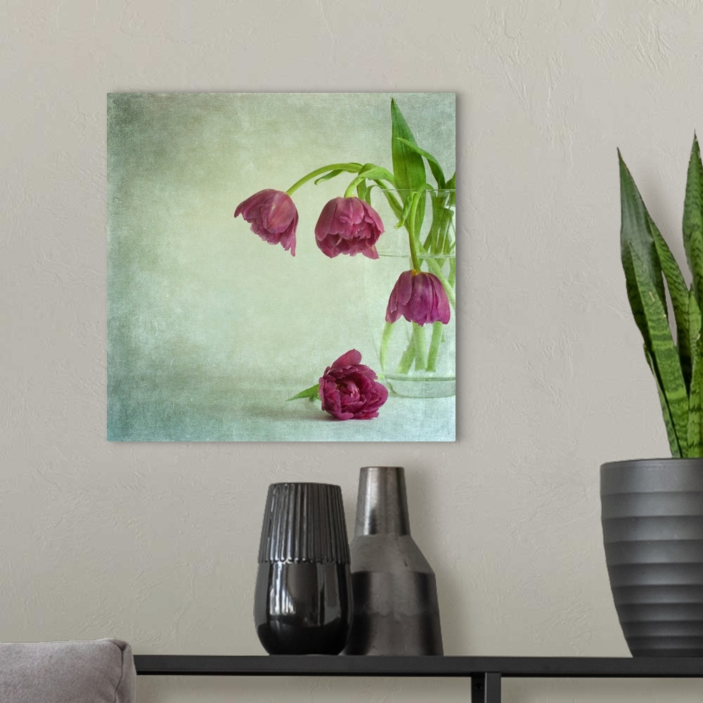 A modern room featuring A vintage crystal vase of ruffled deep magenta pink tulips bowing gracefully from the vase on a g...