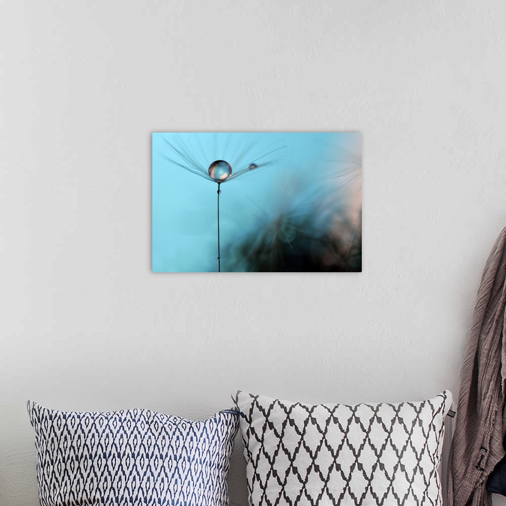 A bohemian room featuring A macro photograph of a water droplet sitting atop a seed head against a blue abstract background.