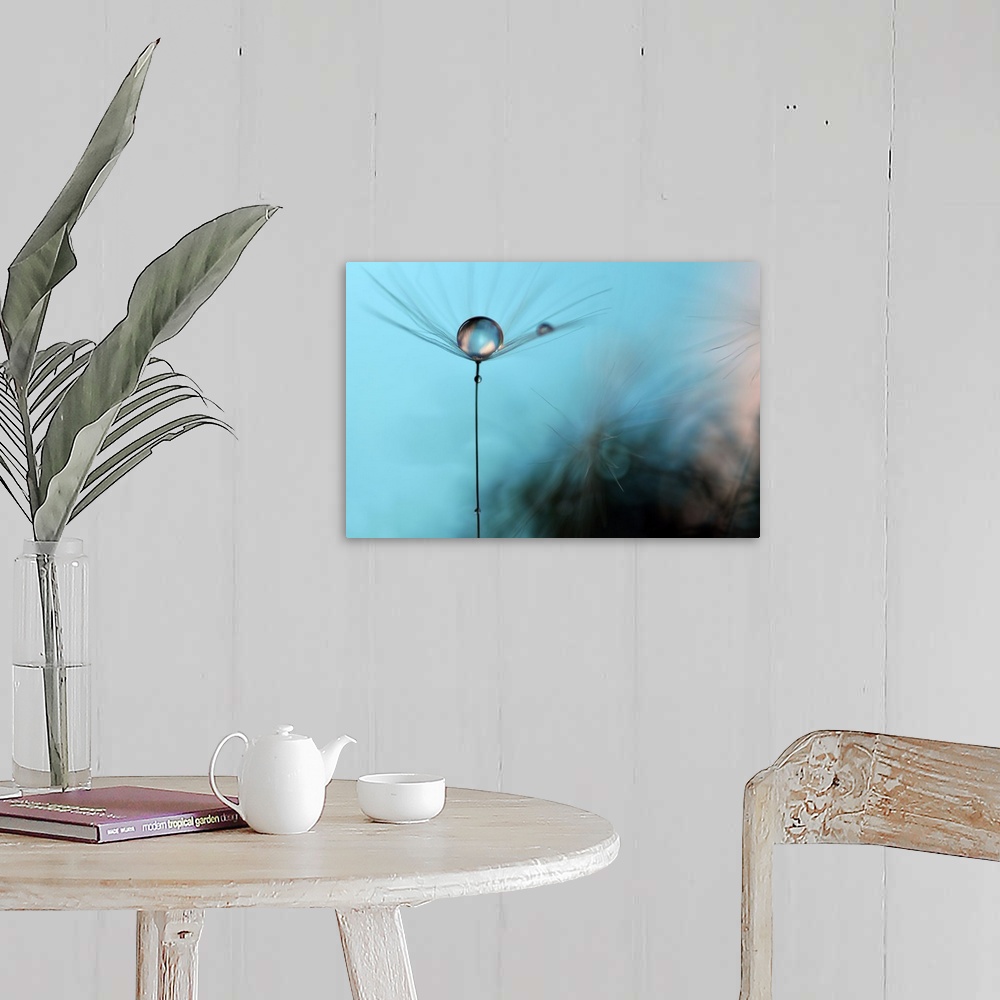 A farmhouse room featuring A macro photograph of a water droplet sitting atop a seed head against a blue abstract background.