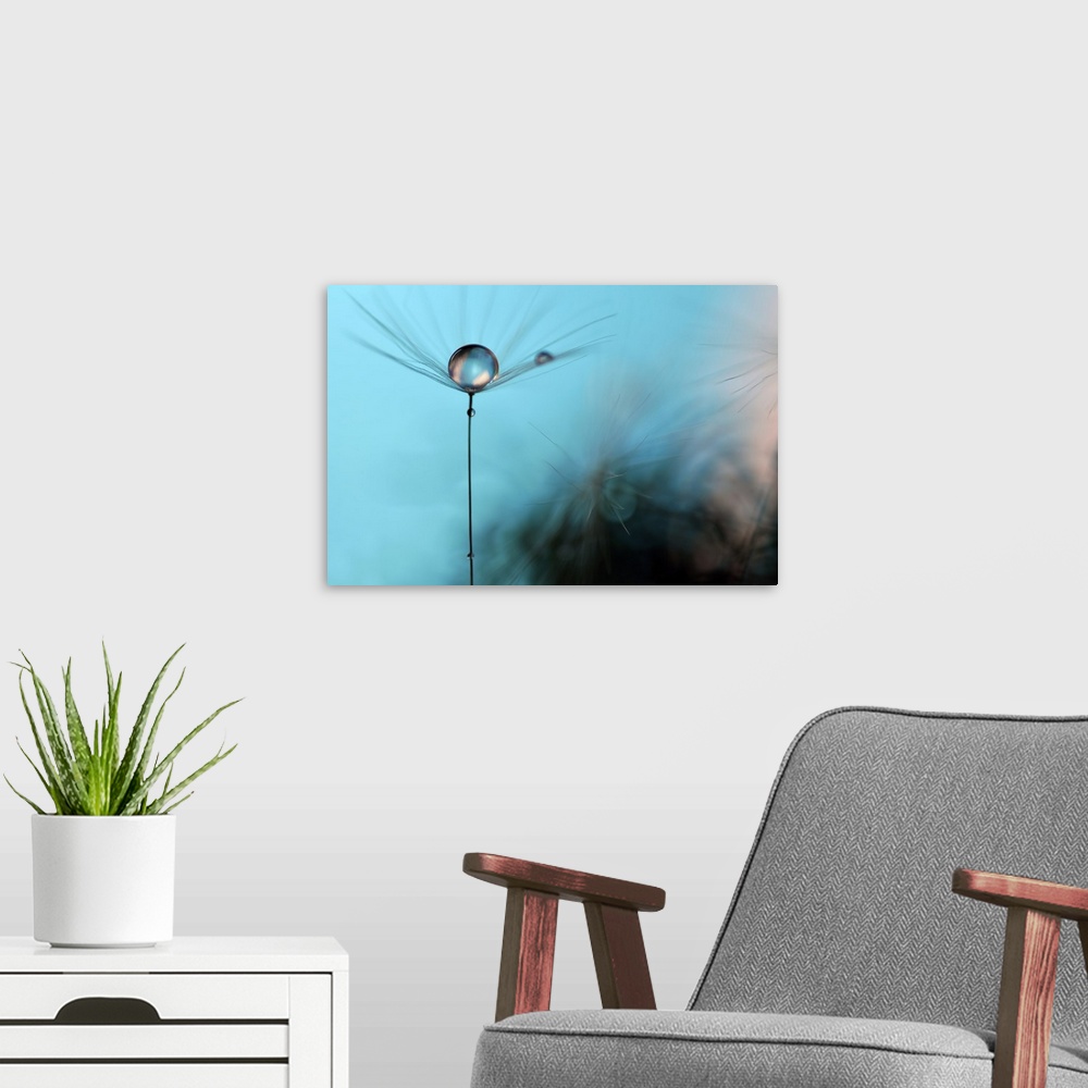 A modern room featuring A macro photograph of a water droplet sitting atop a seed head against a blue abstract background.