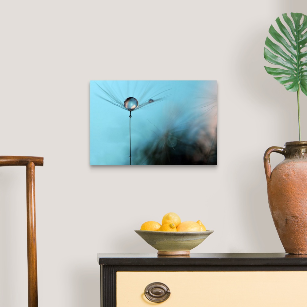 A traditional room featuring A macro photograph of a water droplet sitting atop a seed head against a blue abstract background.