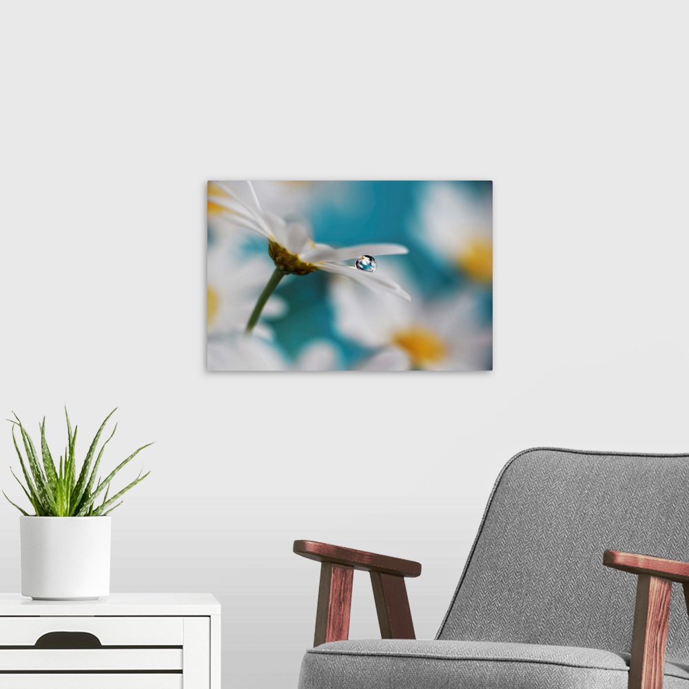 A modern room featuring Macro photograph of a white daisy with a single water drop on its petal reflecting images of dais...