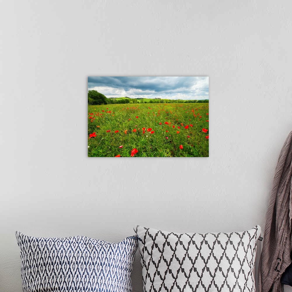 A bohemian room featuring Spring meadow filled with poppies, Pienza, Val d'Orcia, Tuscany, Italy.