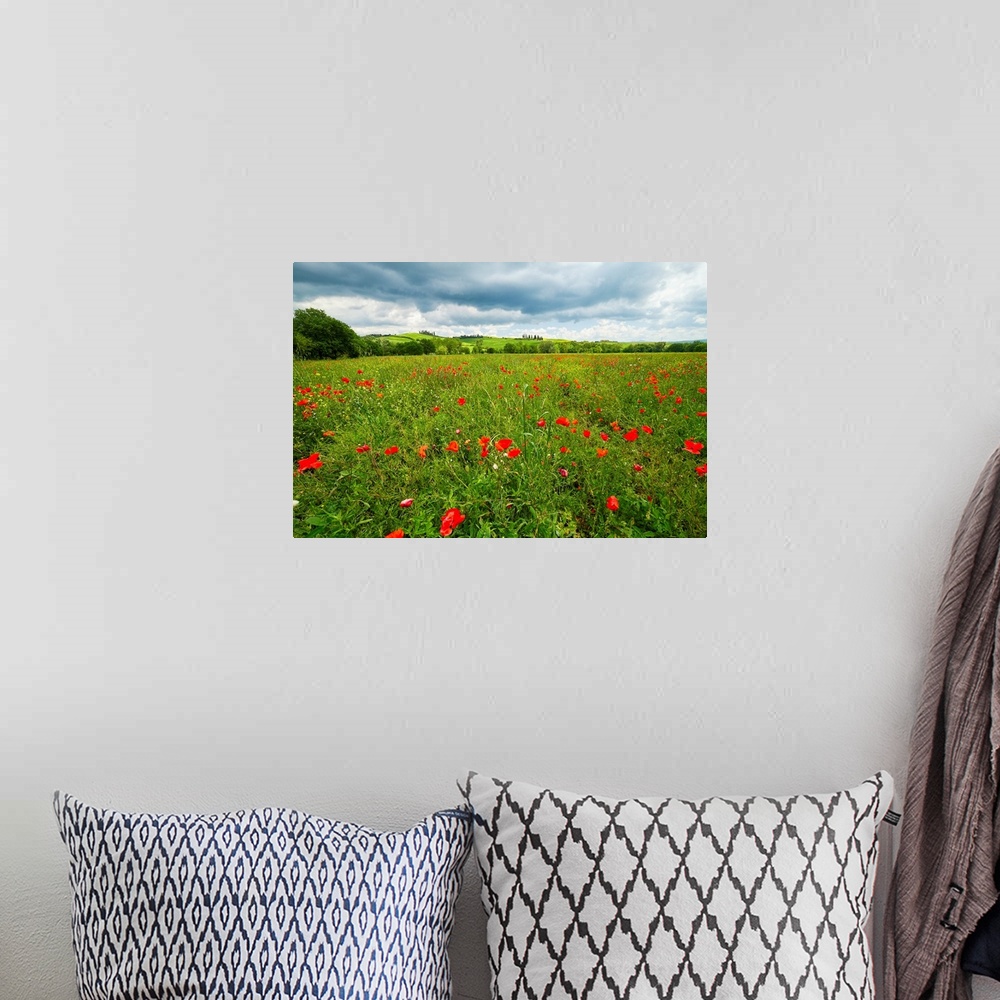 A bohemian room featuring Spring meadow filled with poppies, Pienza, Val d'Orcia, Tuscany, Italy.