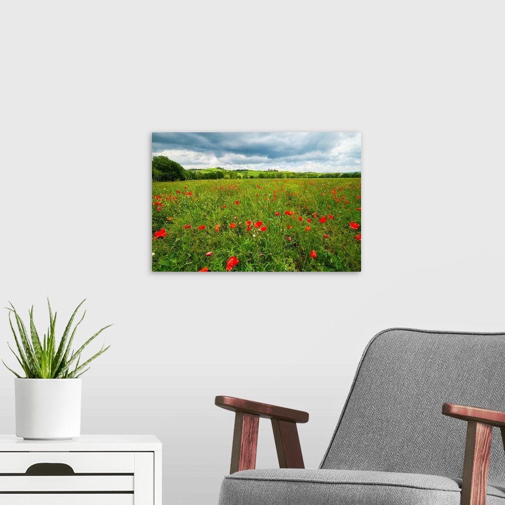 A modern room featuring Spring meadow filled with poppies, Pienza, Val d'Orcia, Tuscany, Italy.