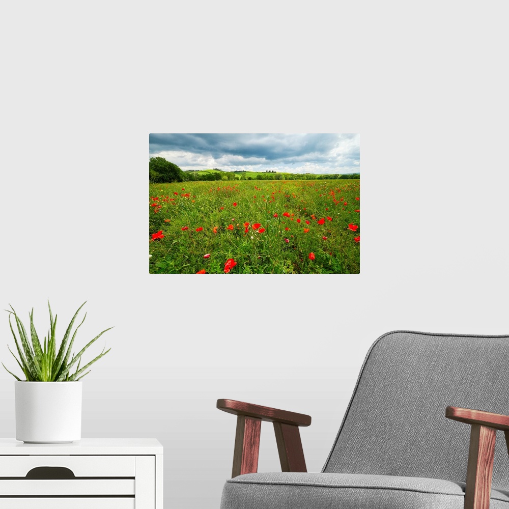 A modern room featuring Spring meadow filled with poppies, Pienza, Val d'Orcia, Tuscany, Italy.
