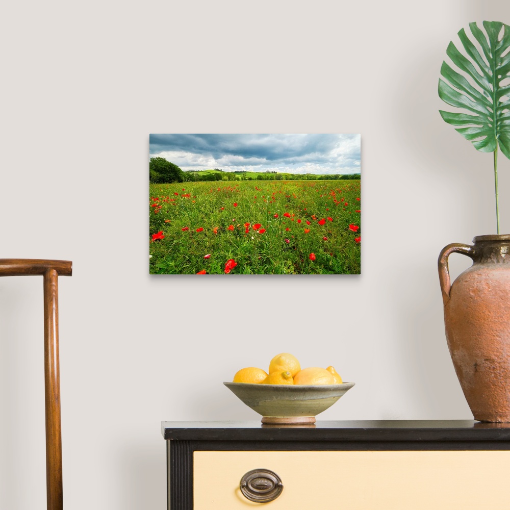 A traditional room featuring Spring meadow filled with poppies, Pienza, Val d'Orcia, Tuscany, Italy.