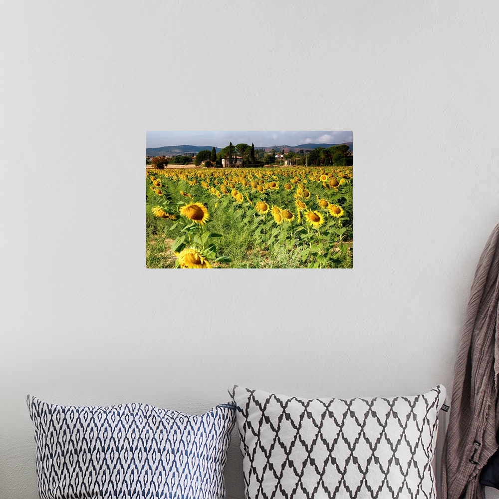 A bohemian room featuring A field of sunflowers in Tuscany.