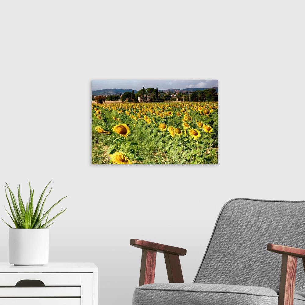 A modern room featuring A field of sunflowers in Tuscany.