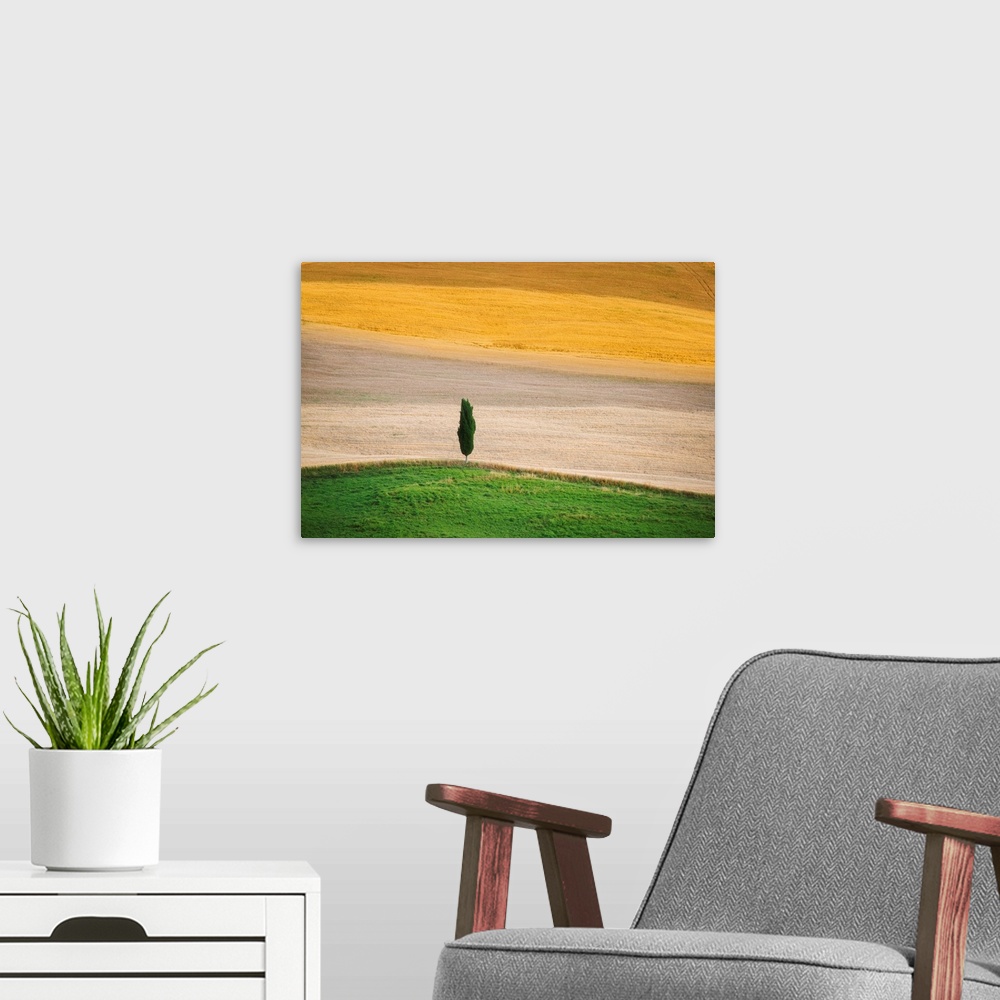 A modern room featuring A lone cypress tree in the fields of Tuscany.