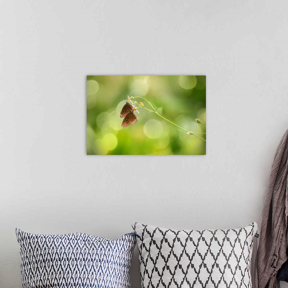 A bohemian room featuring Two butterflies drinking nectar from white flowers, with a bokeh background.