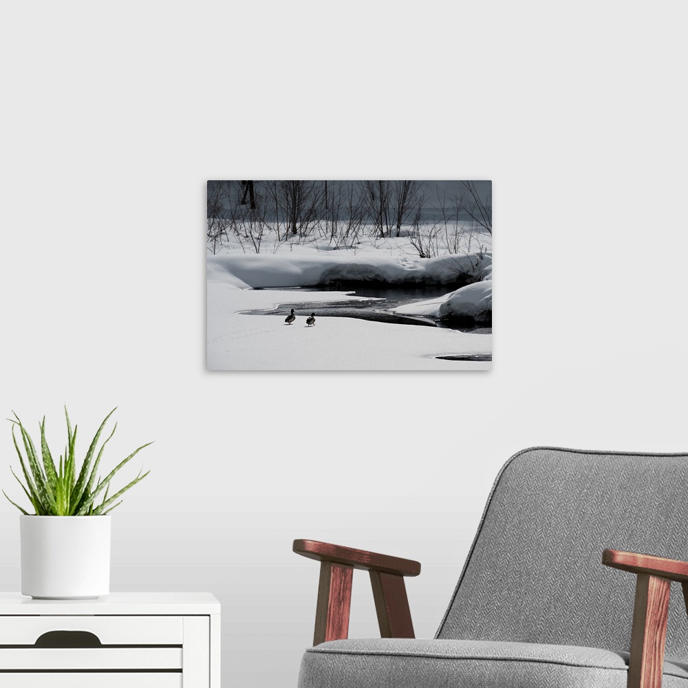 A modern room featuring Photograph of a winter scene with two ducks walking towards a small body of water, surrounded by ...