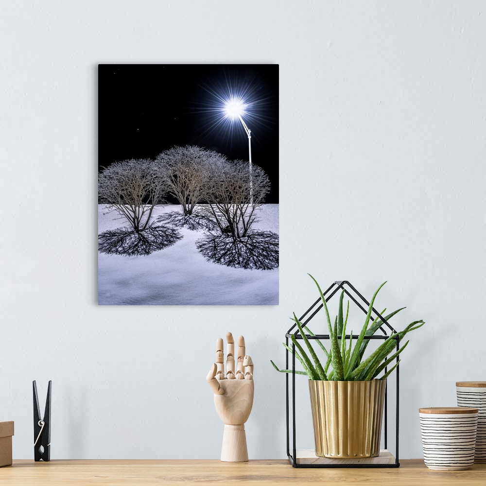 A bohemian room featuring Bare bushes in the winter casting shadows in the snow with light from a street lamp.
