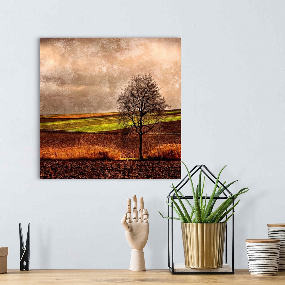 A bohemian room featuring Giant, square, fine art photograph of a single tree with bare branches in a vast crop field, bene...