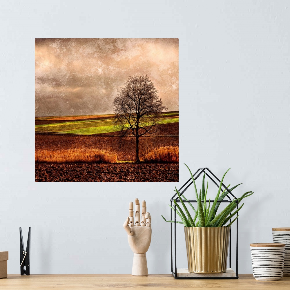 A bohemian room featuring Giant, square, fine art photograph of a single tree with bare branches in a vast crop field, bene...