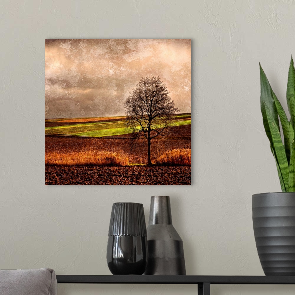 A modern room featuring Giant, square, fine art photograph of a single tree with bare branches in a vast crop field, bene...