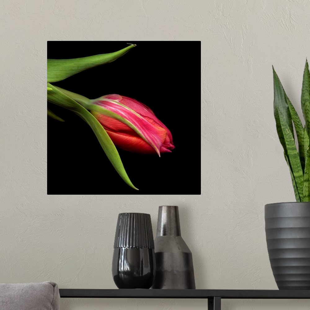 A modern room featuring Varigated Tulips